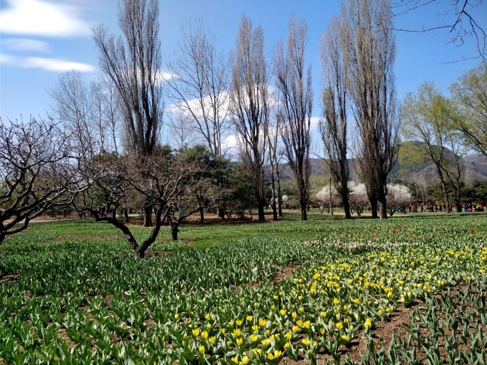 Beijing Botanical Garden adorned by sea of flowers7