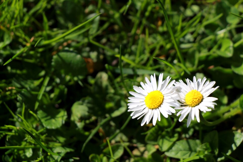 Green flower plant
