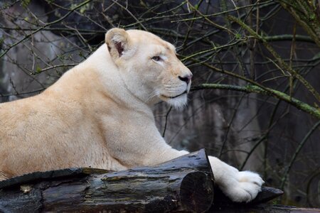 Lion white lion zoo photo
