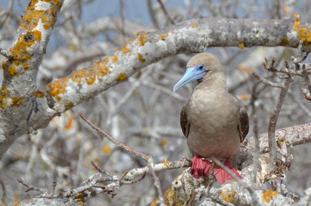 Galapagos red-footed wildlife photo