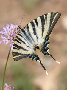 Papallona queen libar wild flower