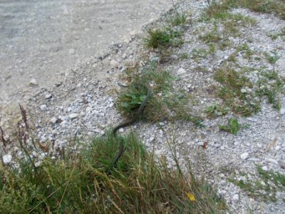 Belouška Jasna 01