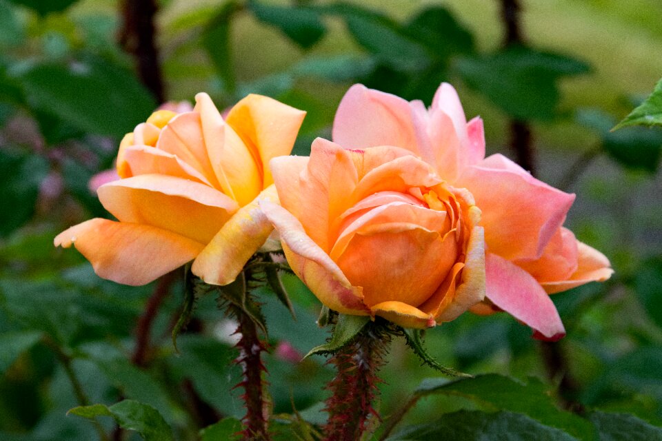 Scented rose flowers apricot