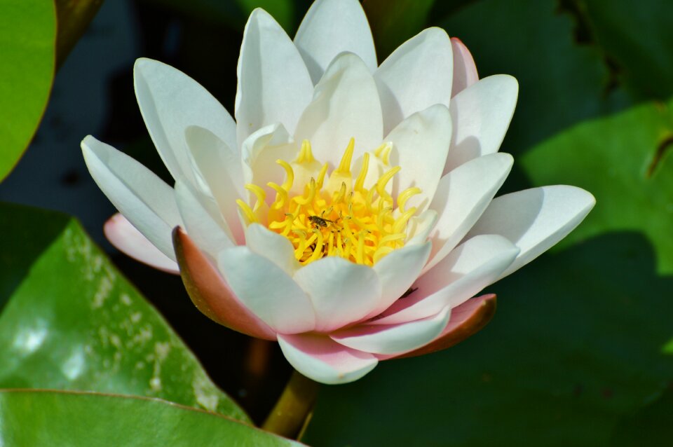 Water rose nuphar lutea pond plant photo