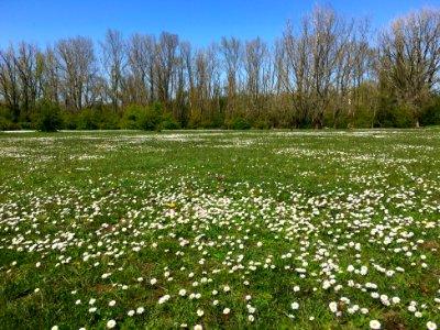 Bellis perennis in the Gendtse Waard