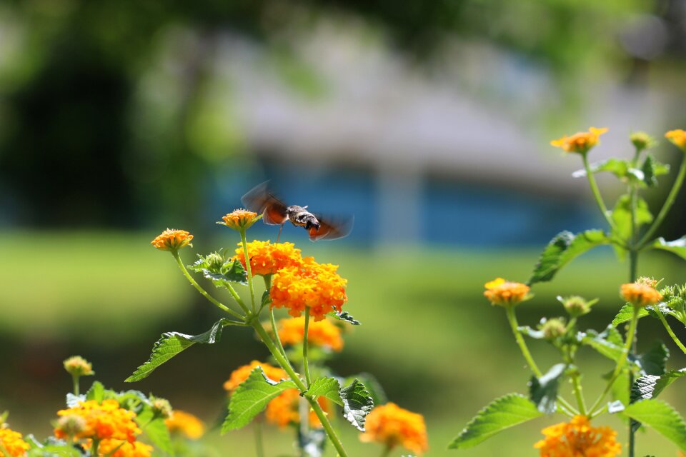 Green field animal spring