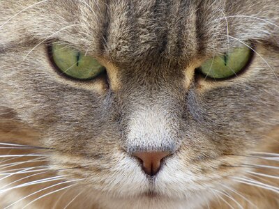 Feline cat head cat's eyes photo