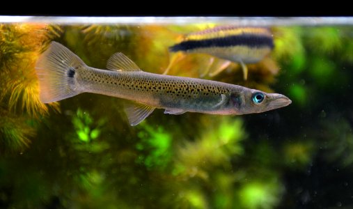 Belonesox belizanus Aquarium tropical du Palais de la Porte Dorée 10 04 2016