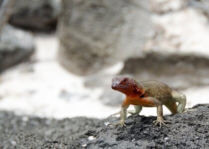 Wildlife galapagos nature