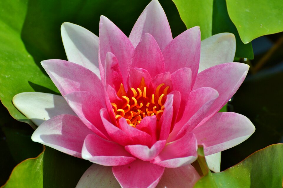 Water rose nuphar lutea pond plant