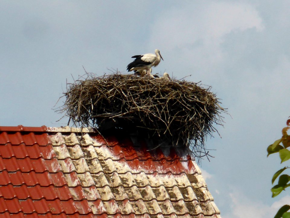 Belsdorf Stochennest