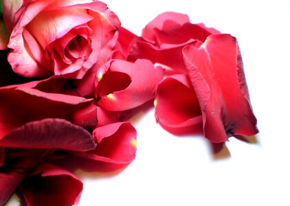 Rose flower multi coloured photo