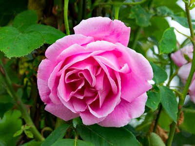 Climbing rose flowers pink photo