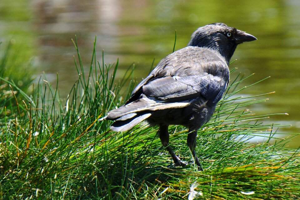 Raven pond ornithology