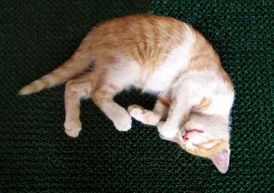 Chick sleeps resting
