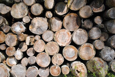 Forestry structure tree trunks photo