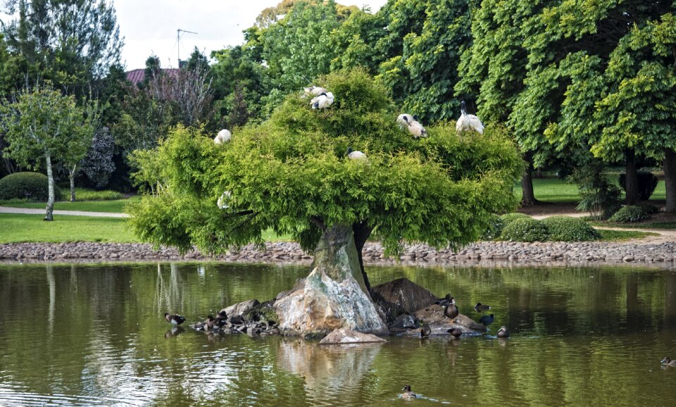Pond ibis nature