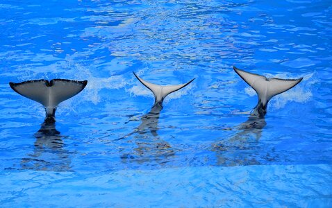 Splash whale animal