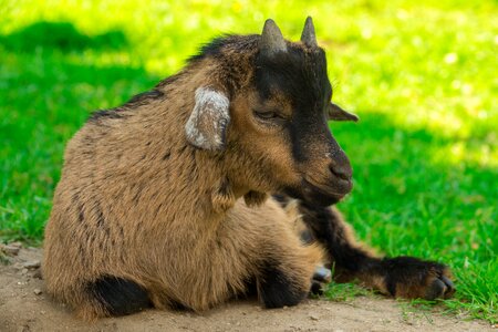 Baby goat goatee pet photo