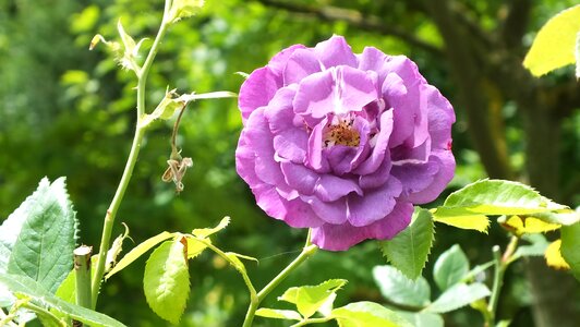 Flower nature purple flower photo