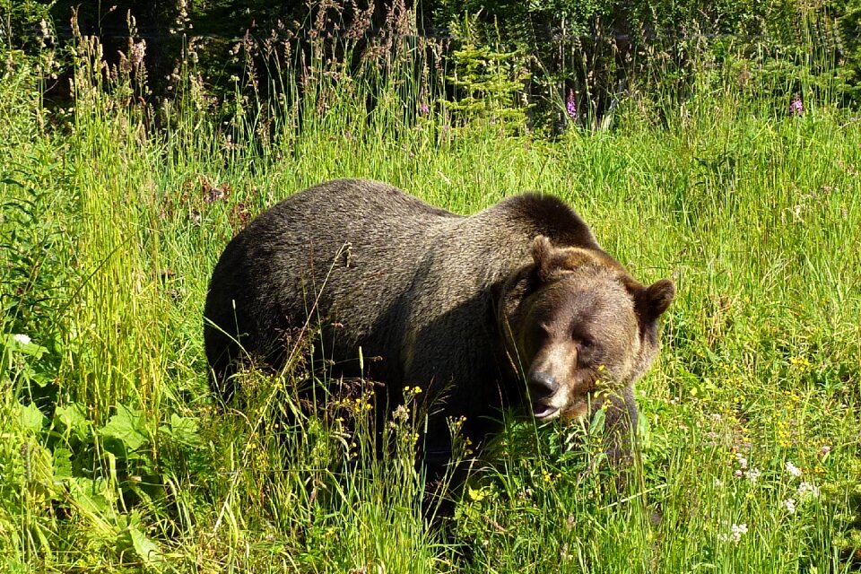 Animal wildlife dangerous
