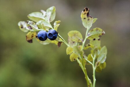 Berry vaccinium myrtillus finnish wild berries