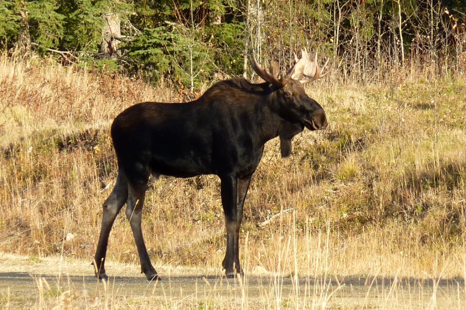 Animal large antler