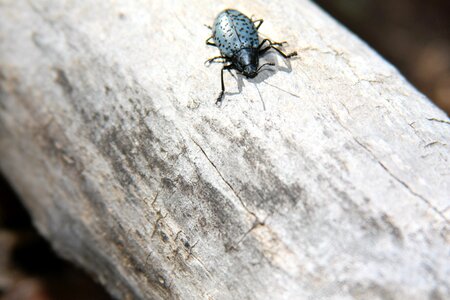 Insect blue black
