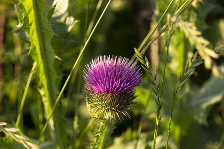 Nature plant thistle flower photo