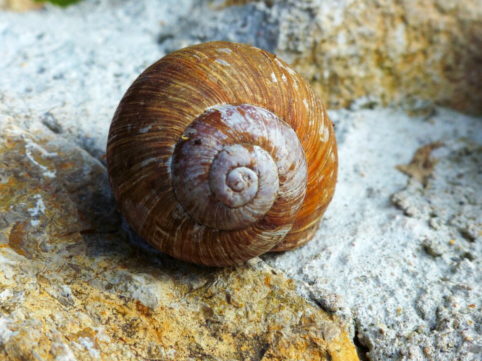 Shell withdrawal hide away