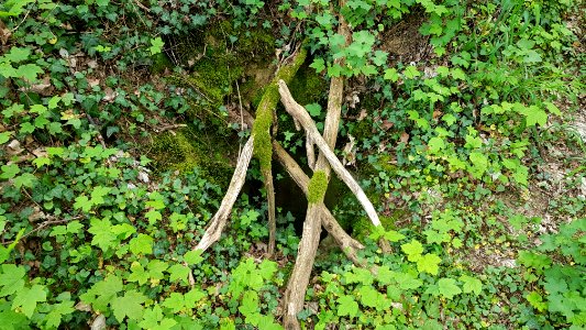 Bemelen-Koelebosgroeve (6)