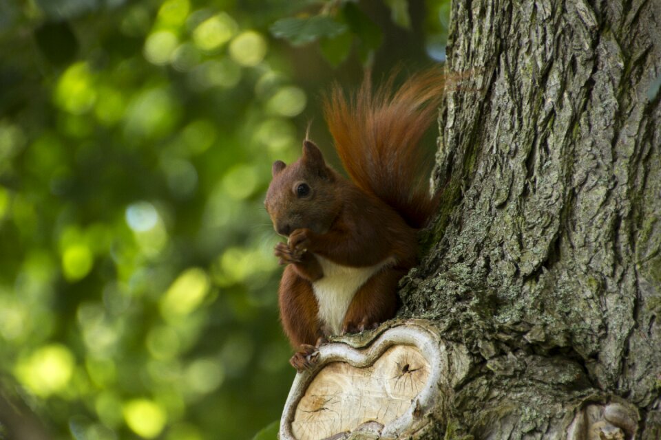 Rodent creature animal world