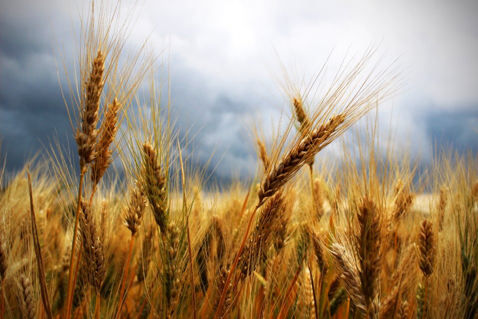 Leaden sky campaign field