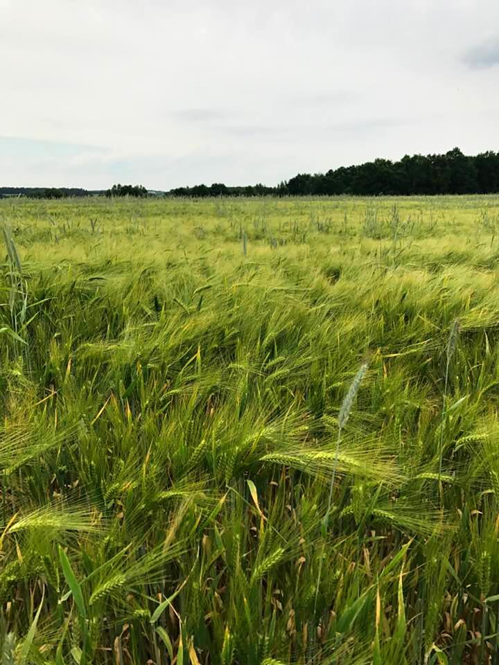 Cereals spike nature