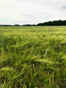 Cereals spike nature