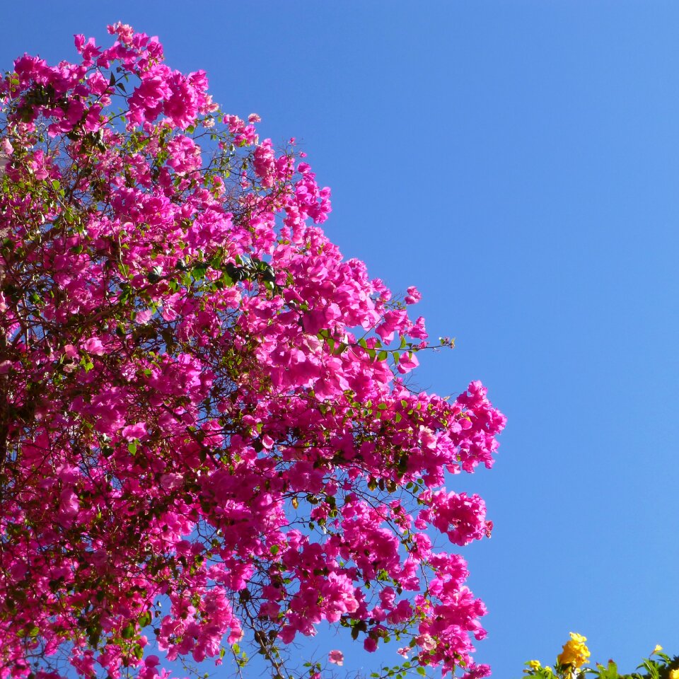 Summer flowers sky