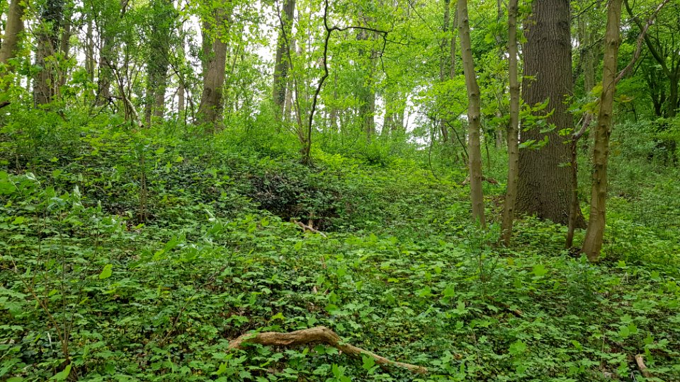 Bemelen-Koelebosgroeve (8)