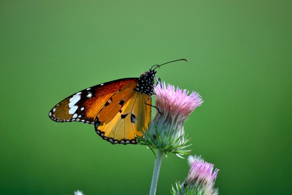 Insect macro garden