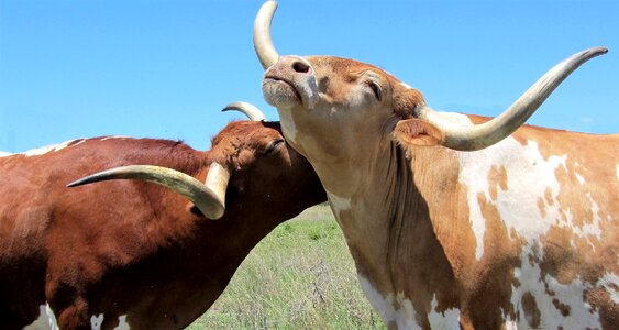 Horns farm beef photo