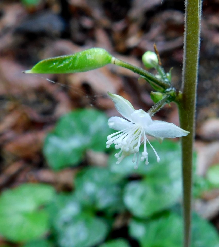 Beesia calthifolia