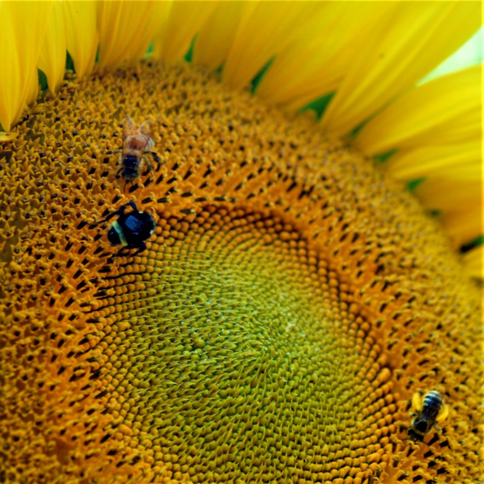 Bees on a Sunflower