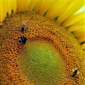 Bees on a Sunflower photo