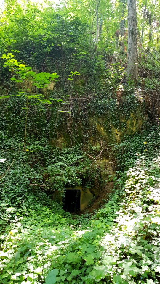 Bemelen-Nevenkoelebosgroeve (2)