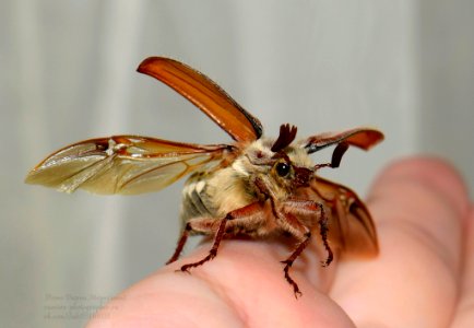 Beetle Before The Flight (218442415)