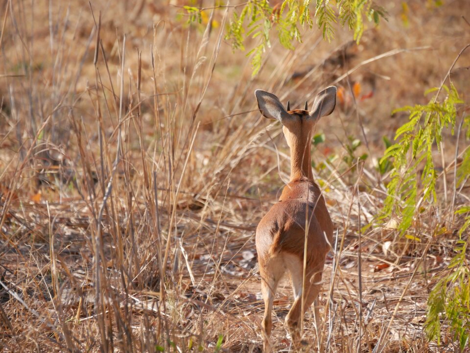 African nature national park