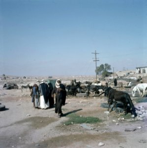 Beersjeba (Beer Sheva) Bedoeienen aan de rand van de stad bij een groep ezels, Bestanddeelnr 255-9316