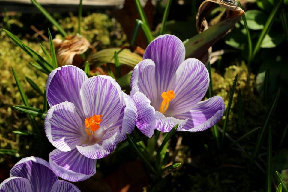 Spring flowers crocus