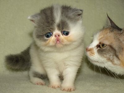 Puppy kitten pet
