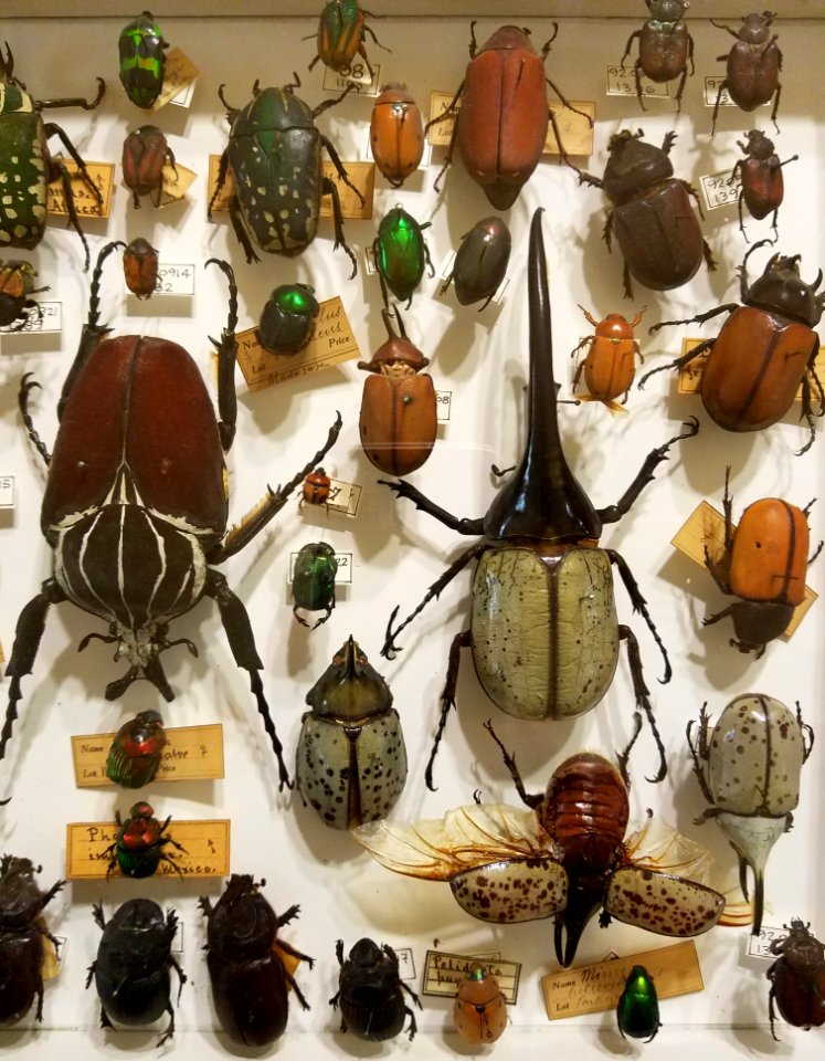 Beetles - Pember Library and Museum - Granville, New York - 20180224 142129