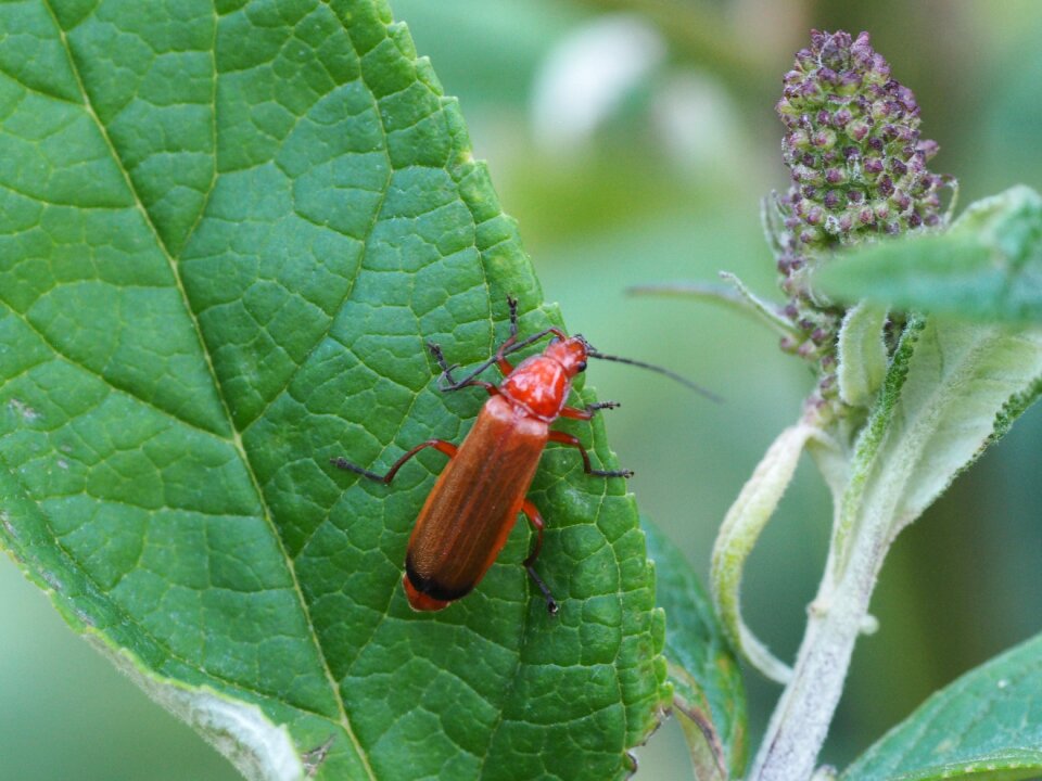 Insect red beetle animal